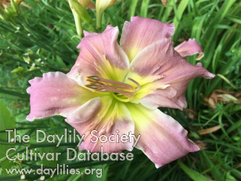 Daylily You Can Dance